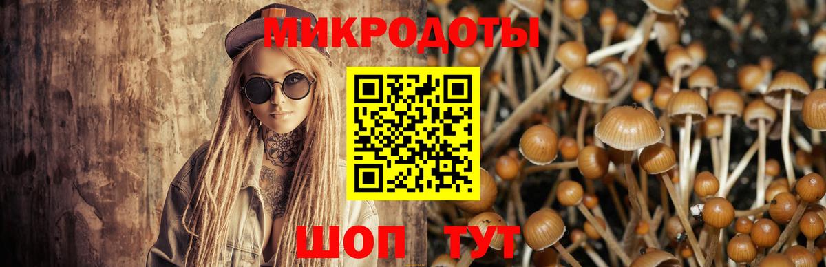 Галлюциногенные грибы Psilocybe Заволжье